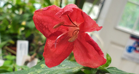 Ruellia affinis