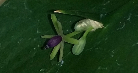 Ruscus hypoglossum