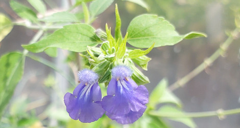 Salvia pinguifolia