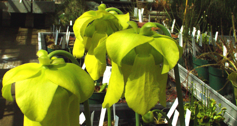 Sarracenia flava