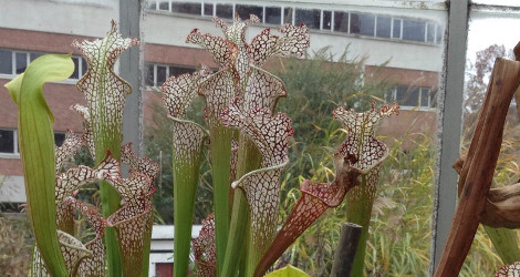 Sarracenia leucophylla