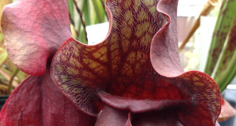 Sarracenia purpurea