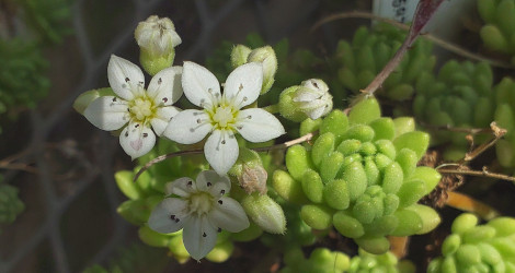 Sedum hirsutum