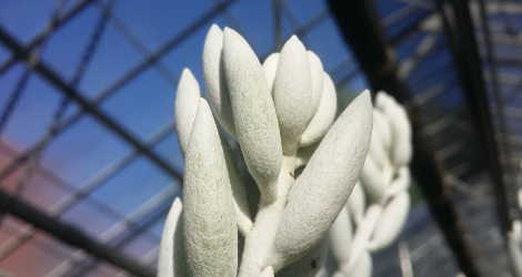 Senecio haworthii