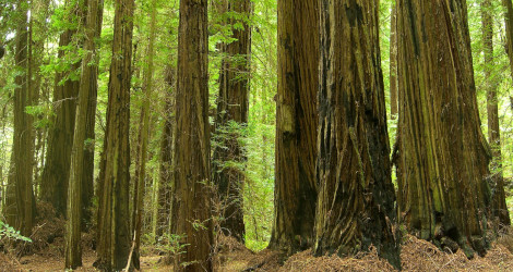 Sequoia sempervirens