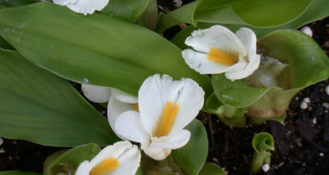 Stahlianthus involucratus