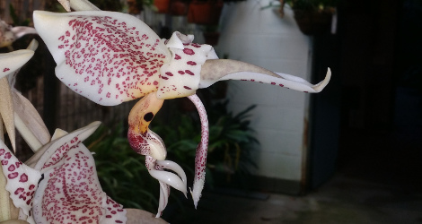 Stanhopea oculata