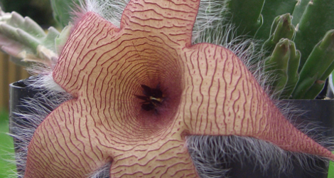 Stapelia gigantea