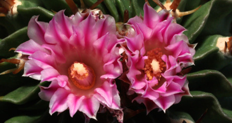 Stenocactus crispatus