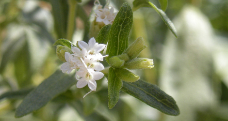 Stevia rebaudiana