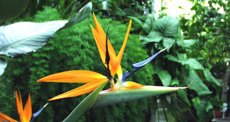 Strelitzia reginae