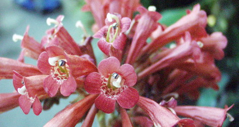 Streptocarpus dunnii