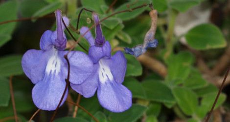 Streptocarpus saxorum hybrid