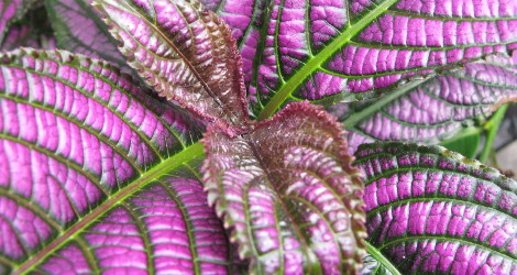 Strobilanthes dyeriana