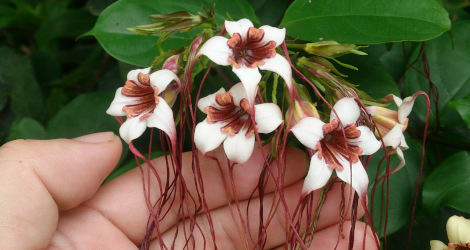 Strophanthus preussii