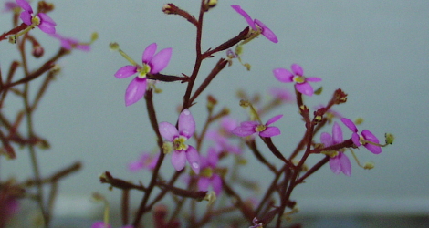 Stylidium debile