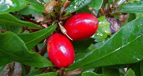 Synsepalum dulcificum