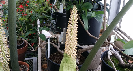 Taccarum weddellianum