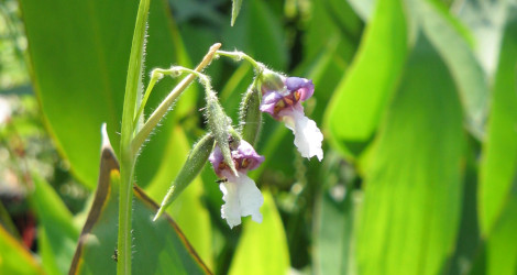 Thalia geniculata