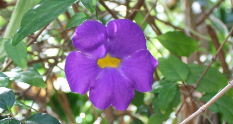 Thunbergia erecta