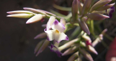 Tillandsia purpurea