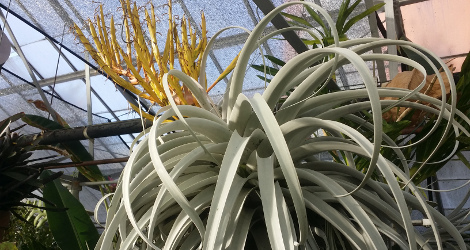 Tillandsia xerographica