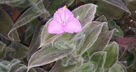 Tradescantia sillamontana