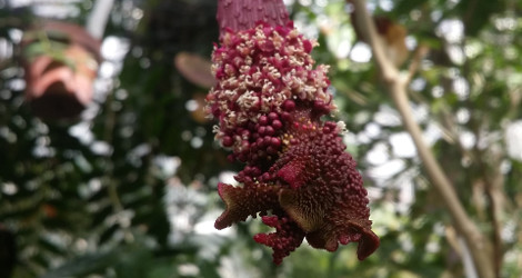 Trichostigma peruvianum