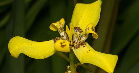 Trimezia steyermarkii