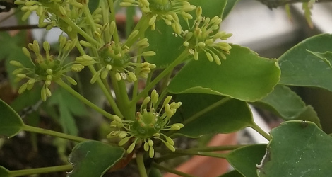 Trochodendron aralioides