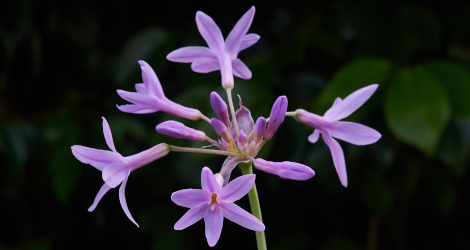 Tulbaghia violacea