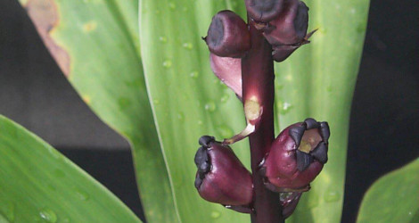 Tupistra urceolata