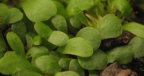 Utricularia livida