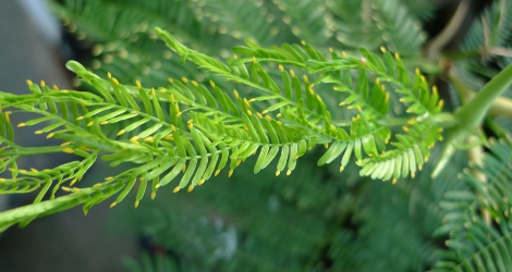 Vachellia cornigera