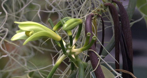 Vanilla planifolia