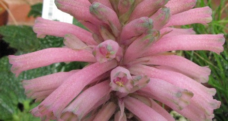 Veltheimia bracteata