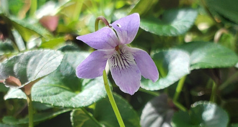 Viola labradorica