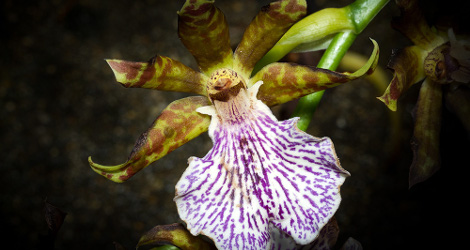 Zygopetalum maculatum